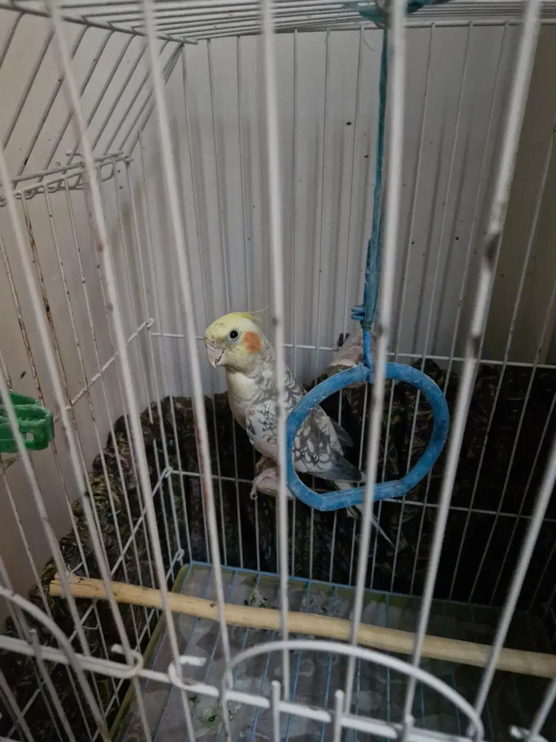 فروش عروس هلندی|پرنده|پاکدشت, پاکدشت (مامازند)|دیوار