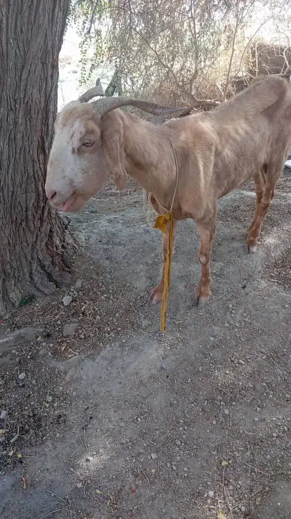 بز ماده|حیوانات مزرعه|نیک شهر, |دیوار