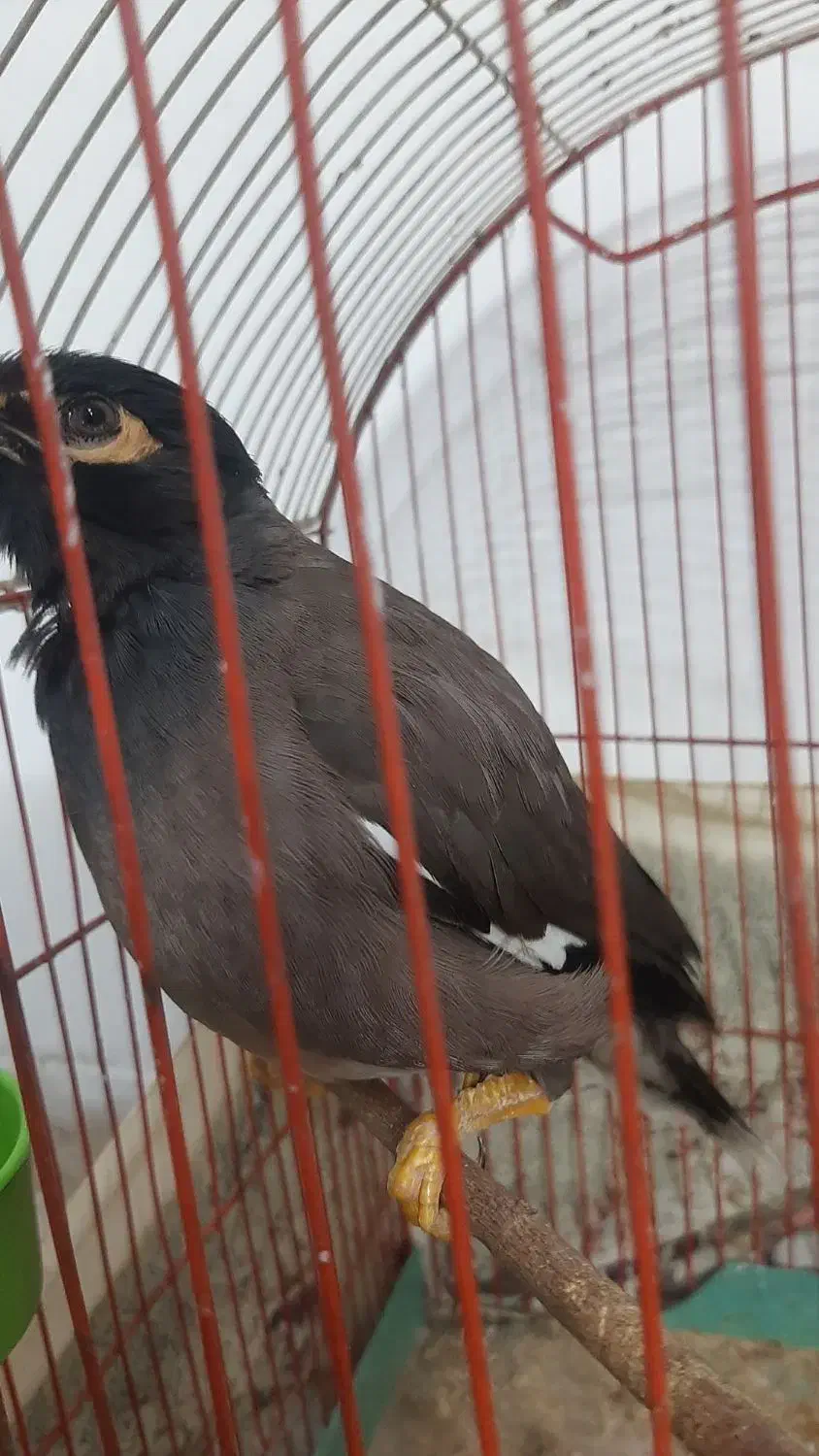 مرغ مینا سخنگو|پرنده|اصفهان, شهرک امام خمینی|دیوار