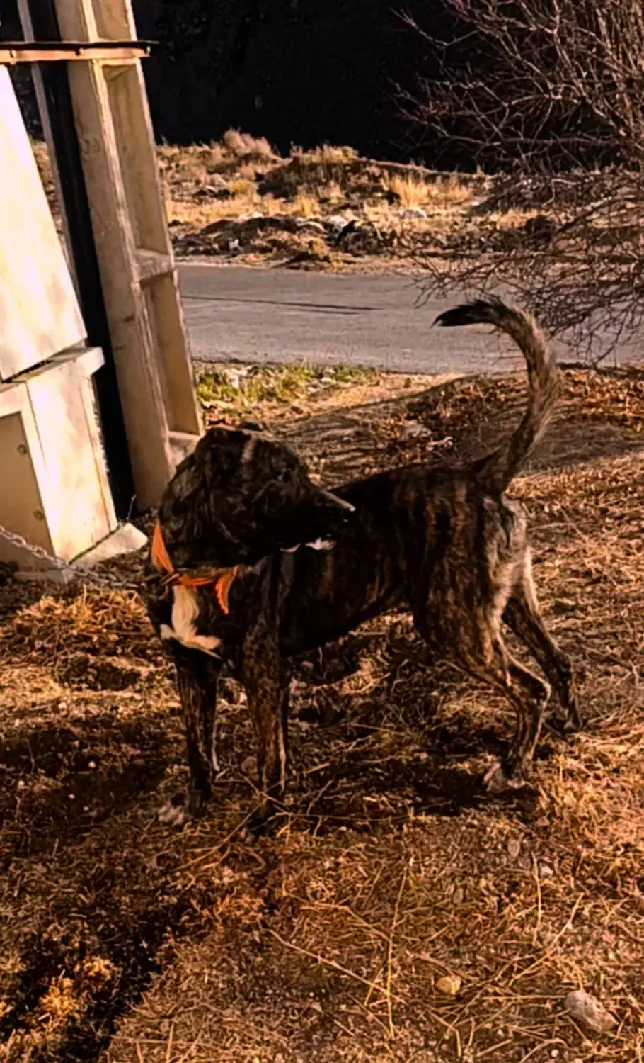 سگ سرابی|سگ|بروجرد, |دیوار