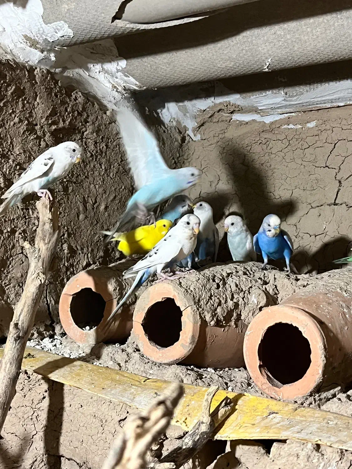 مرغ عشق|پرنده|خان ببین, |دیوار