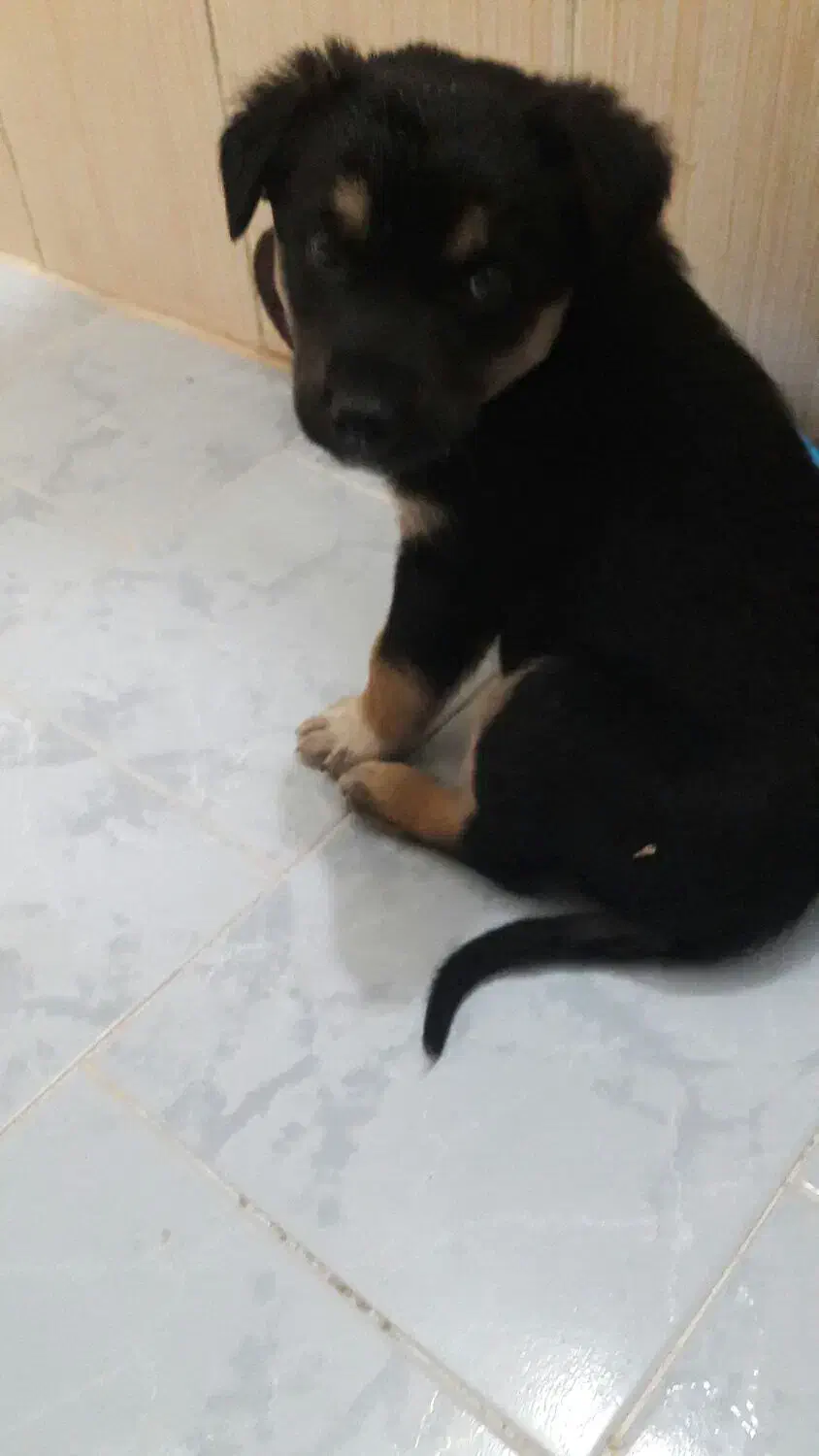 فروش فوری توله سگ دوبرمن|سگ|تهران, تجریش|دیوار