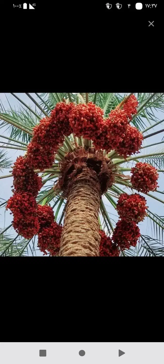 فسیل کنی وحرس|خدمات باغبانی و درختکاری|عنبرآباد, |دیوار