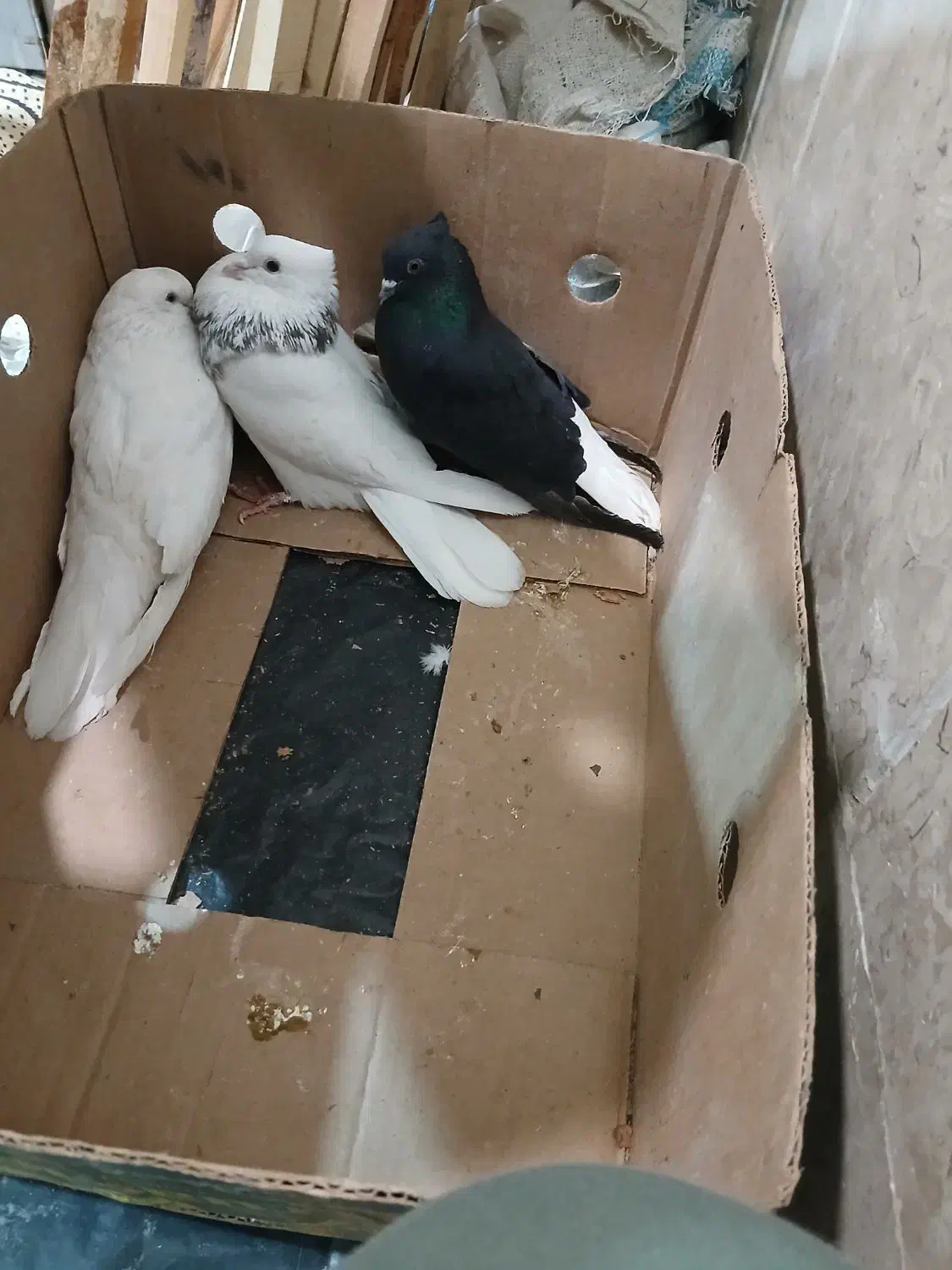 کبوتر تهرانی پرشی و نقش|پرنده|خمینیشهر, |دیوار