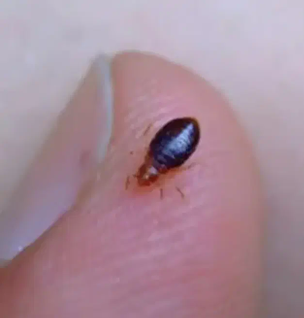 سمپاشی ساس|خدمات نظافت|ملارد, |دیوار