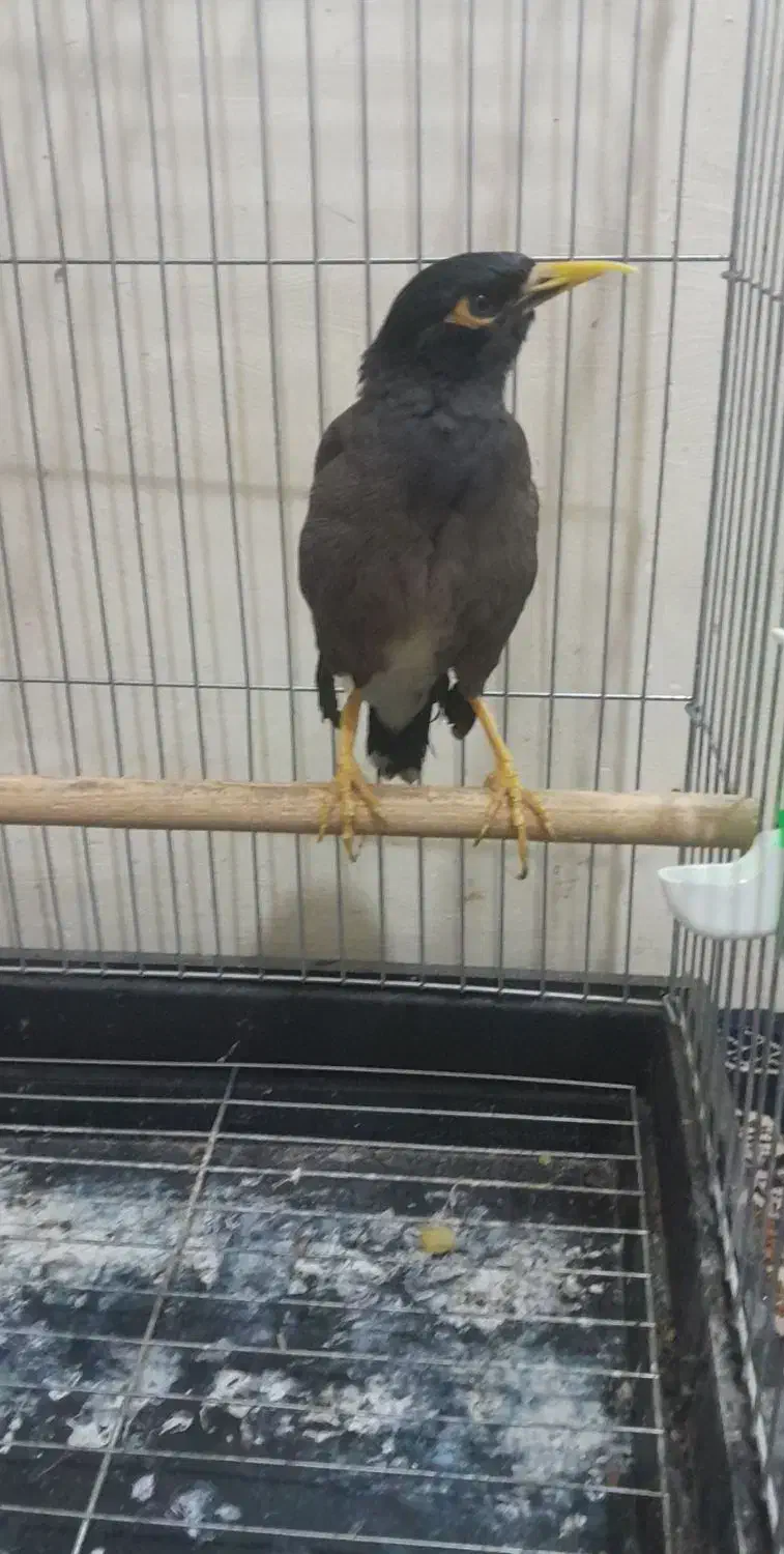 یک عدد مرغ مینا|پرنده|کرمانشاه, |دیوار