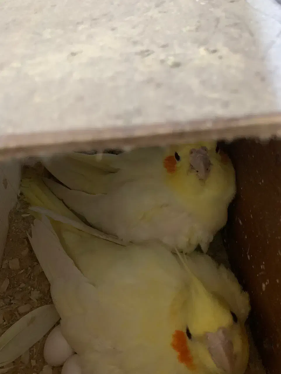 جفت عروس لوتینو خال زرد روی تخم|پرنده|ساری, |دیوار