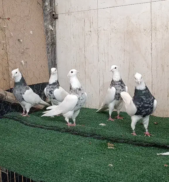 طوقی ۶ عدد نر اس|پرنده|شاهینشهر, عطار|دیوار