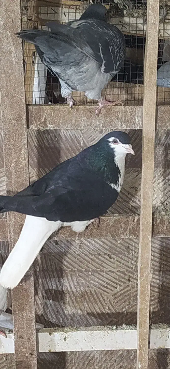 کبوتر شیرازی و پلاکی|پرنده|ساوه, |دیوار