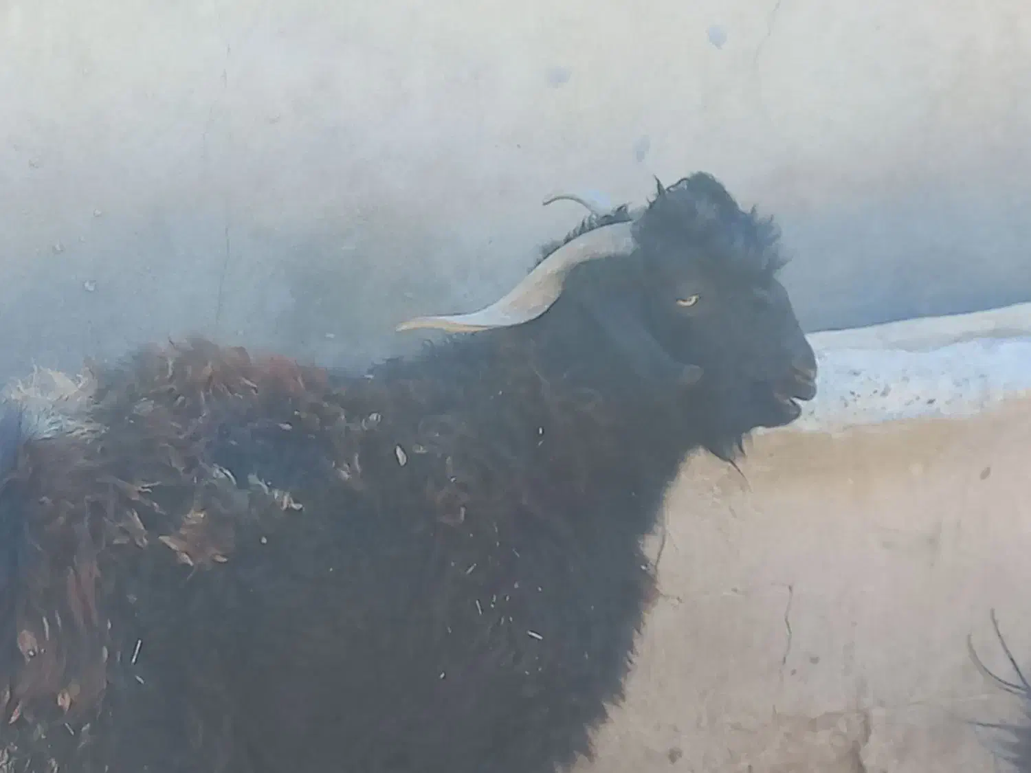 تگ شاد|حیوانات مزرعه|قرقری, |دیوار