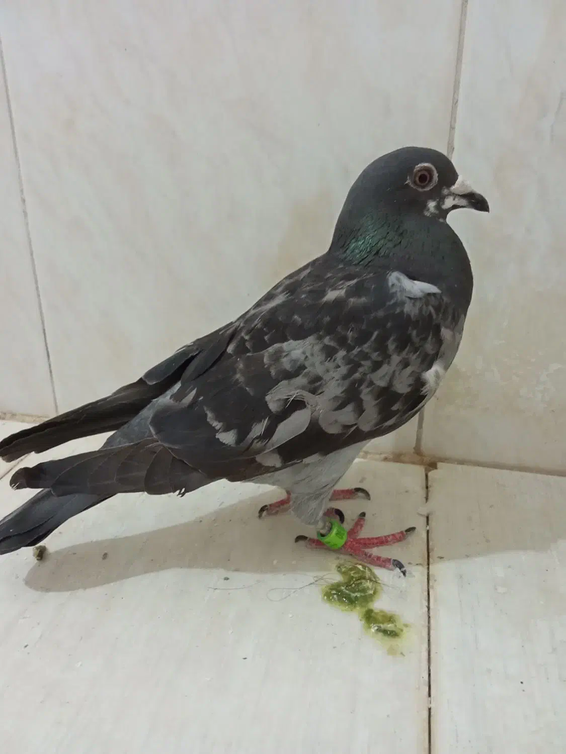 دمبی و سبز پلاکی و کوهی اصل|پرنده|شیراز, وزیرآباد|دیوار