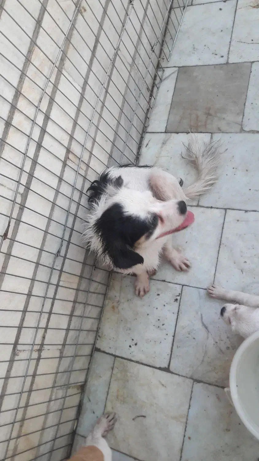 واگذاری حیوانات اهلی|سگ|اهواز, شریعتی جنوبی|دیوار