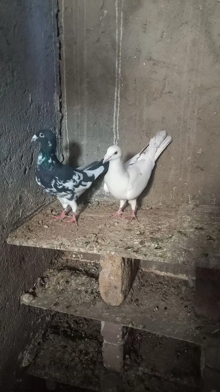 کبوتر پلاکی|پرنده|زرندیه, |دیوار