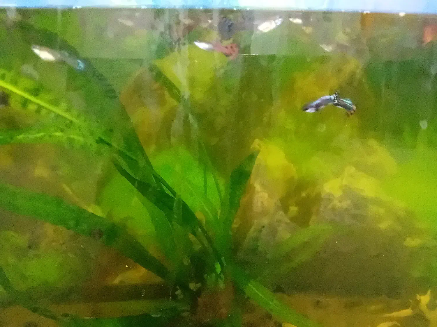 ماهی گوپی|ماهی|شاهرود, |دیوار