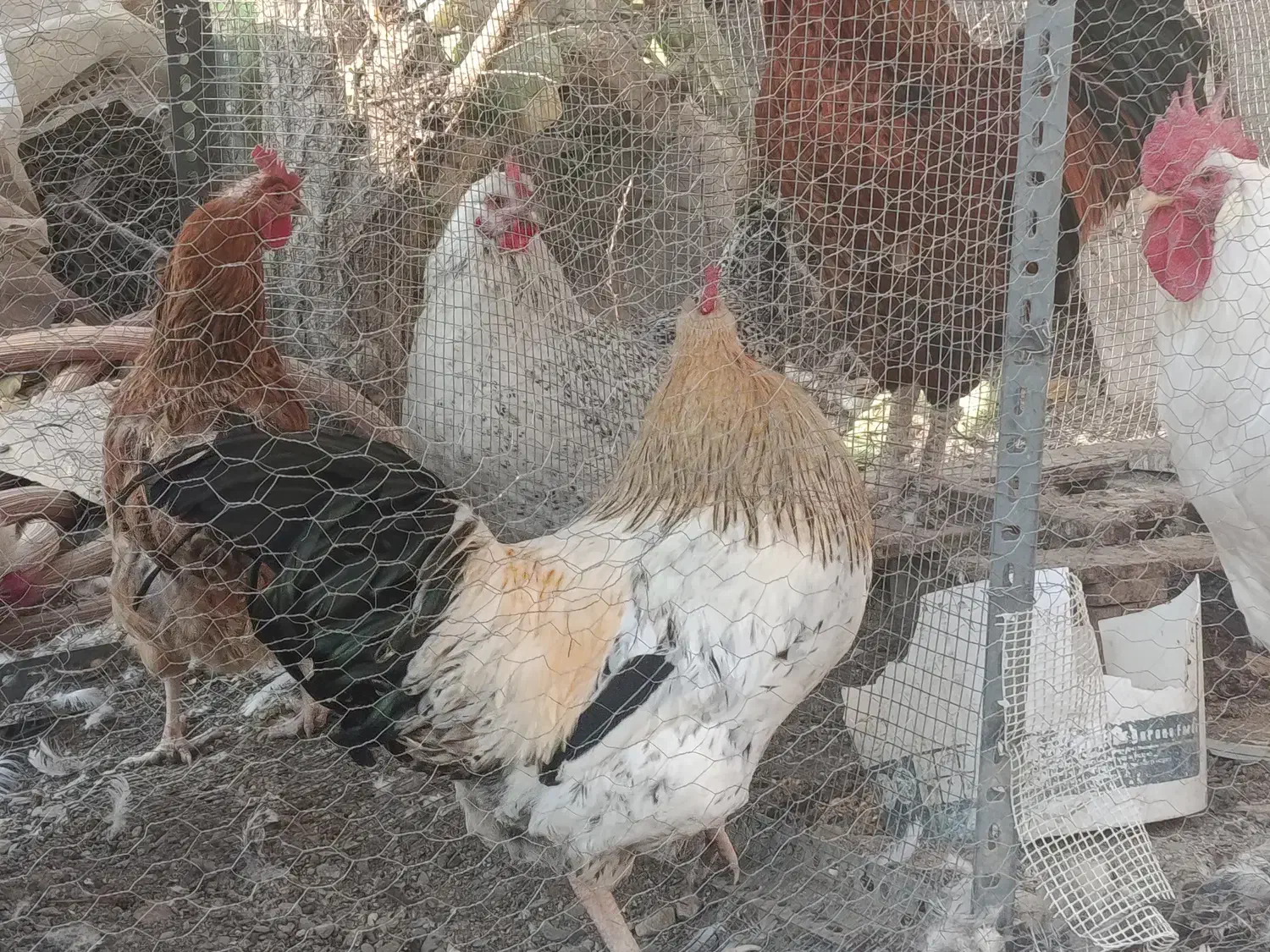 خروس محلی جوان|حیوانات مزرعه|شاندیز, |دیوار