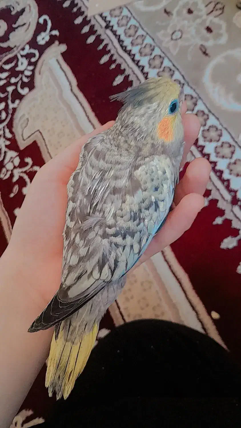 دو عدد جوجه عروس|پرنده|قم, پردیسان|دیوار