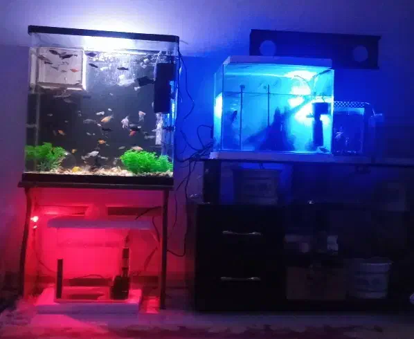 ماهی گیاه خار و گوشت خار|ماهی|مشهد, دانشجو|دیوار