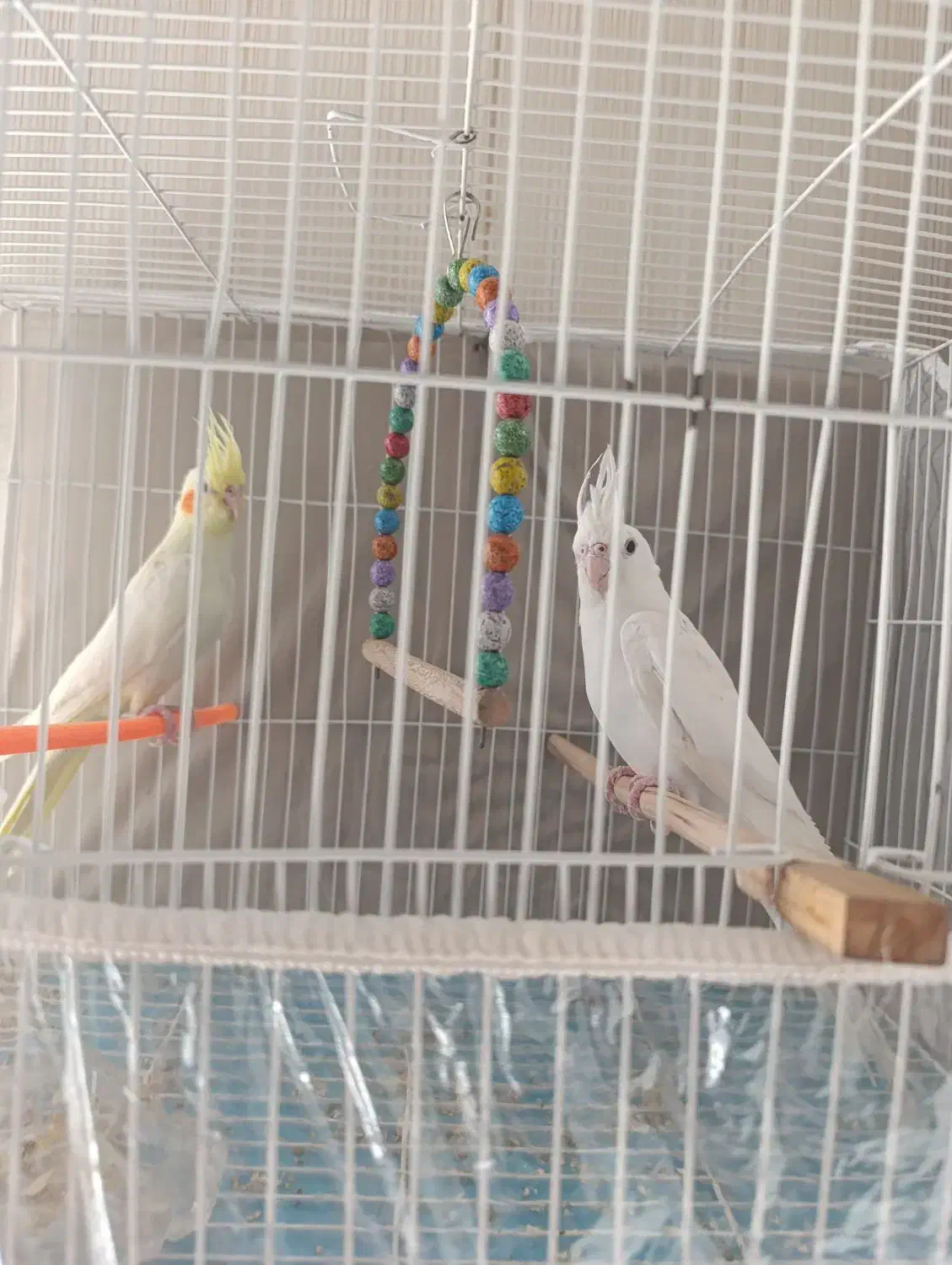 پنج‌جفت‌عروس‌مولد.تخم‌وجوجه‌درست.برای‌‌درآمد‌زایی‌|پرنده|بردسکن, |دیوار