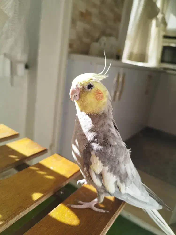 عروس هلندی سخنگو|پرنده|شیراز, فضل‌آباد|دیوار