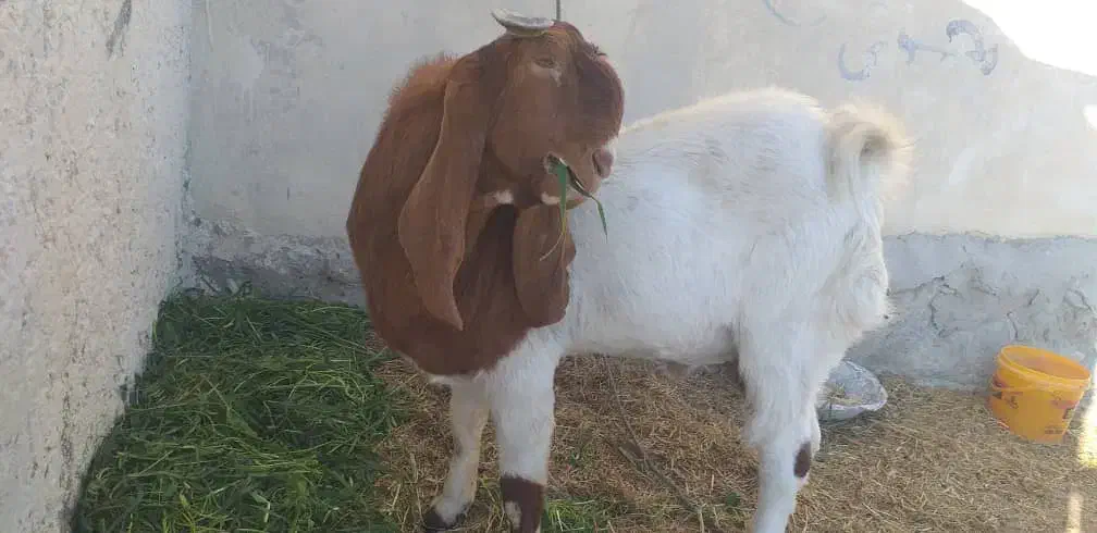 فروش گوسفند|حیوانات مزرعه|ایرانشهر, |دیوار