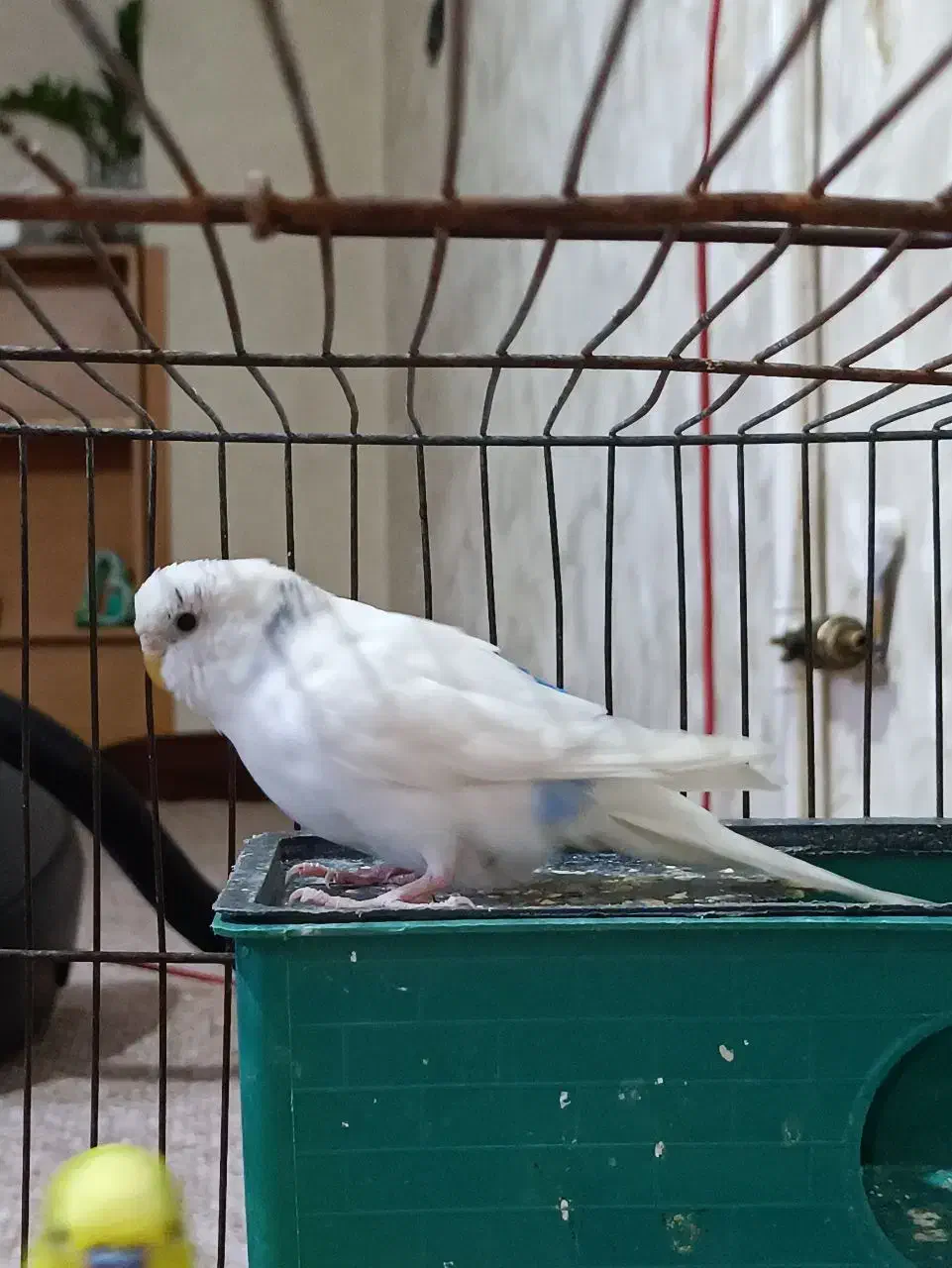 یه جفت مرغ عشق|پرنده|قم, سرحوض|دیوار