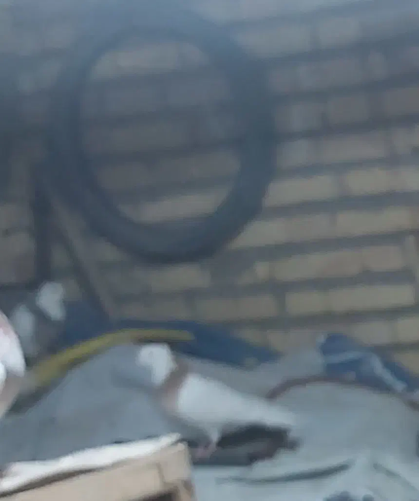 کبوتر|پرنده|بیجار, |دیوار