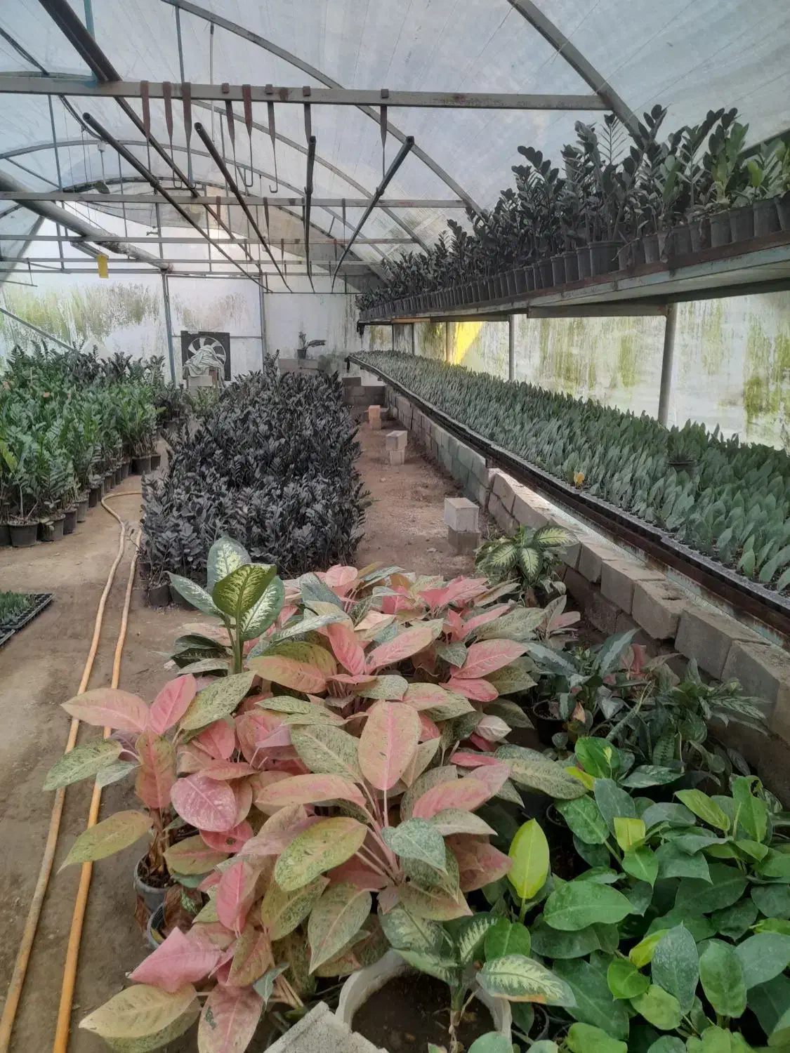 فروش گل زامفولیا قیمت مناسب|گل و گیاه طبیعی|گتاب, |دیوار