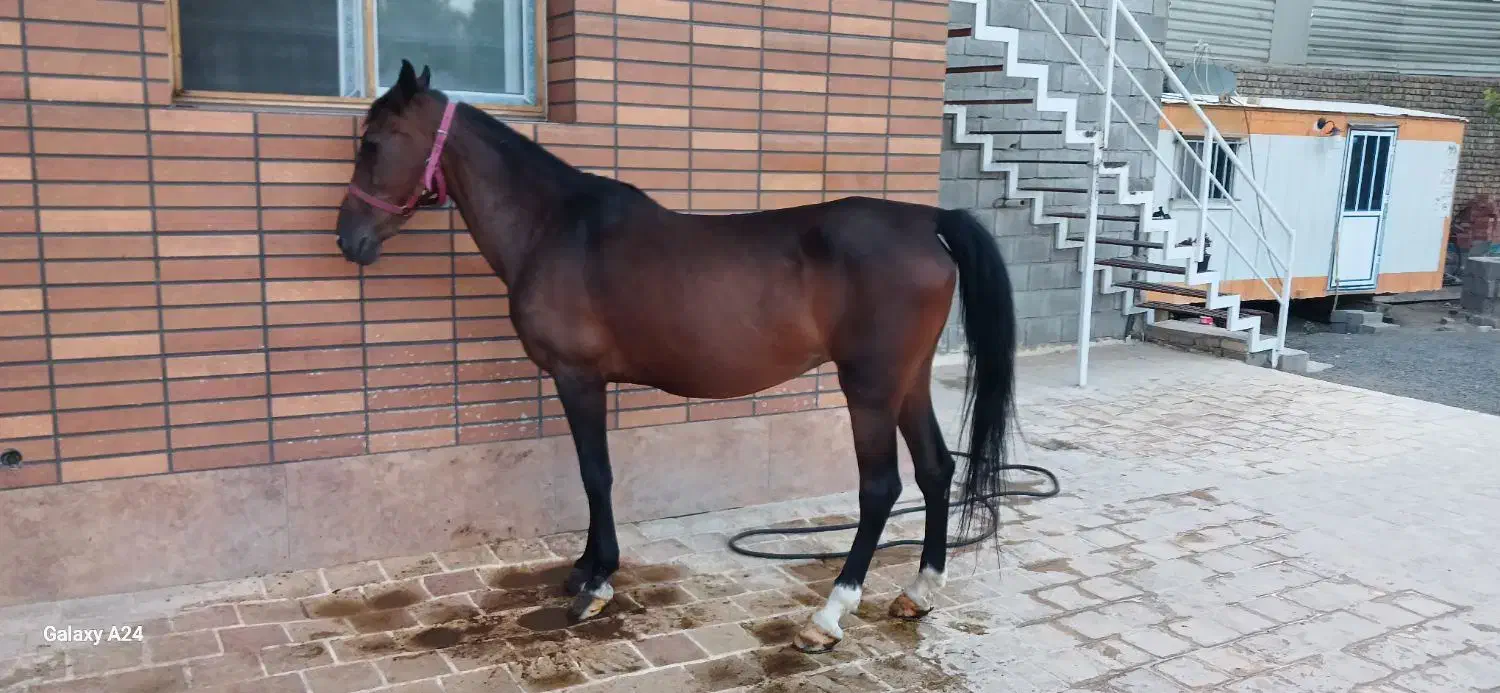 اسب|اسب و تجهیزات اسب‌سواری|پیر بکران, |دیوار