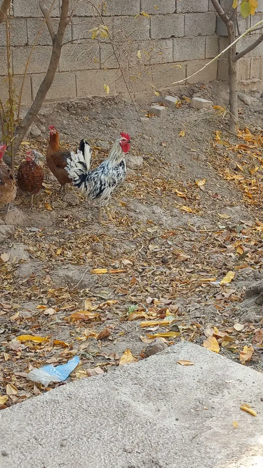 خورس چهل تاج گلین لری اصل 5ماه|حیوانات مزرعه|شهریار, یوسف آباد صیرفی|دیوار