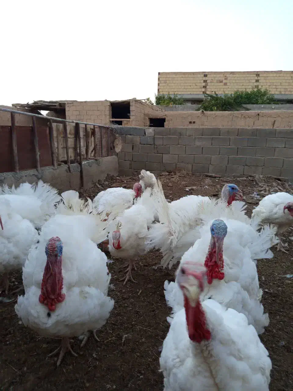 گوشت بوقلمون|خوردنی و آشامیدنی|شاهرود, |دیوار