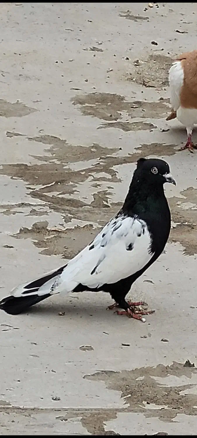 رنگی|پرنده|بندر ماهشهر, |دیوار