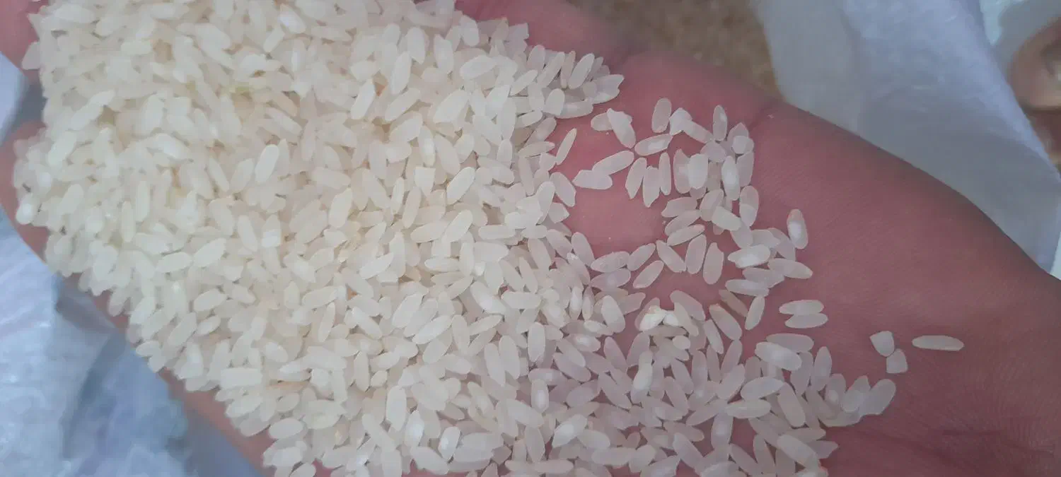 برنج کامفیروزی اصل|خوردنی و آشامیدنی|شیراز, فرگاز|دیوار