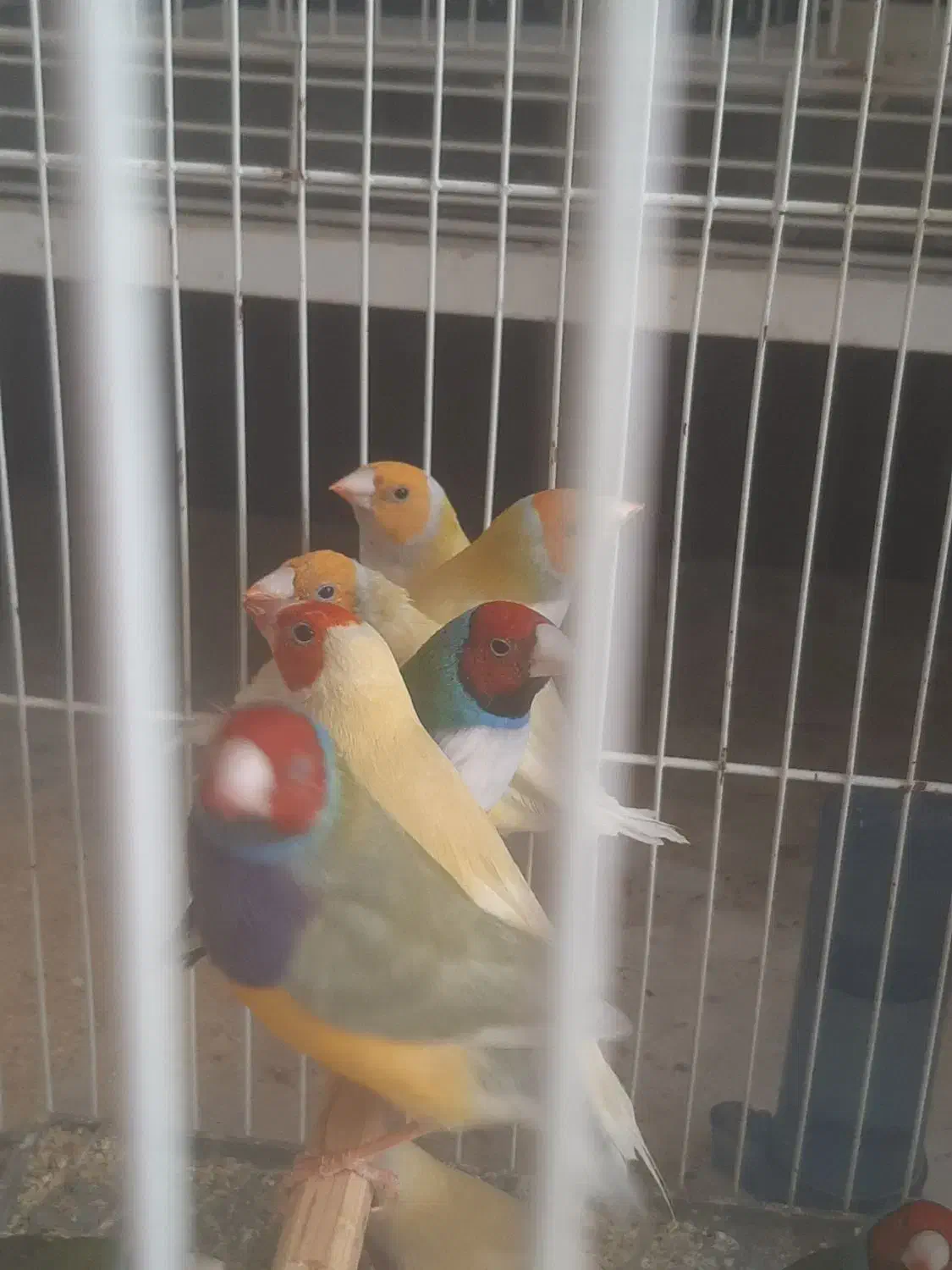 فنچ گلدین دونخوری مکانیزه|پرنده|شیراز, شهرک دارایی|دیوار