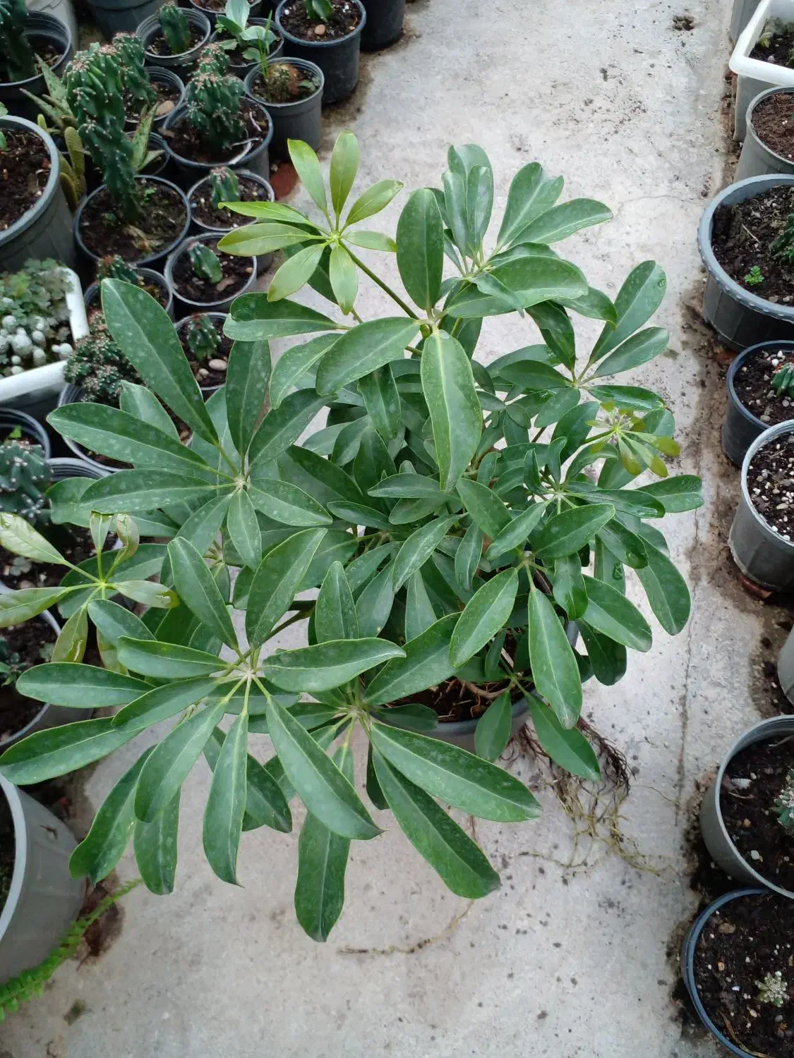 گل گل گل|گل و گیاه طبیعی|رشت, گلباغ نماز|دیوار