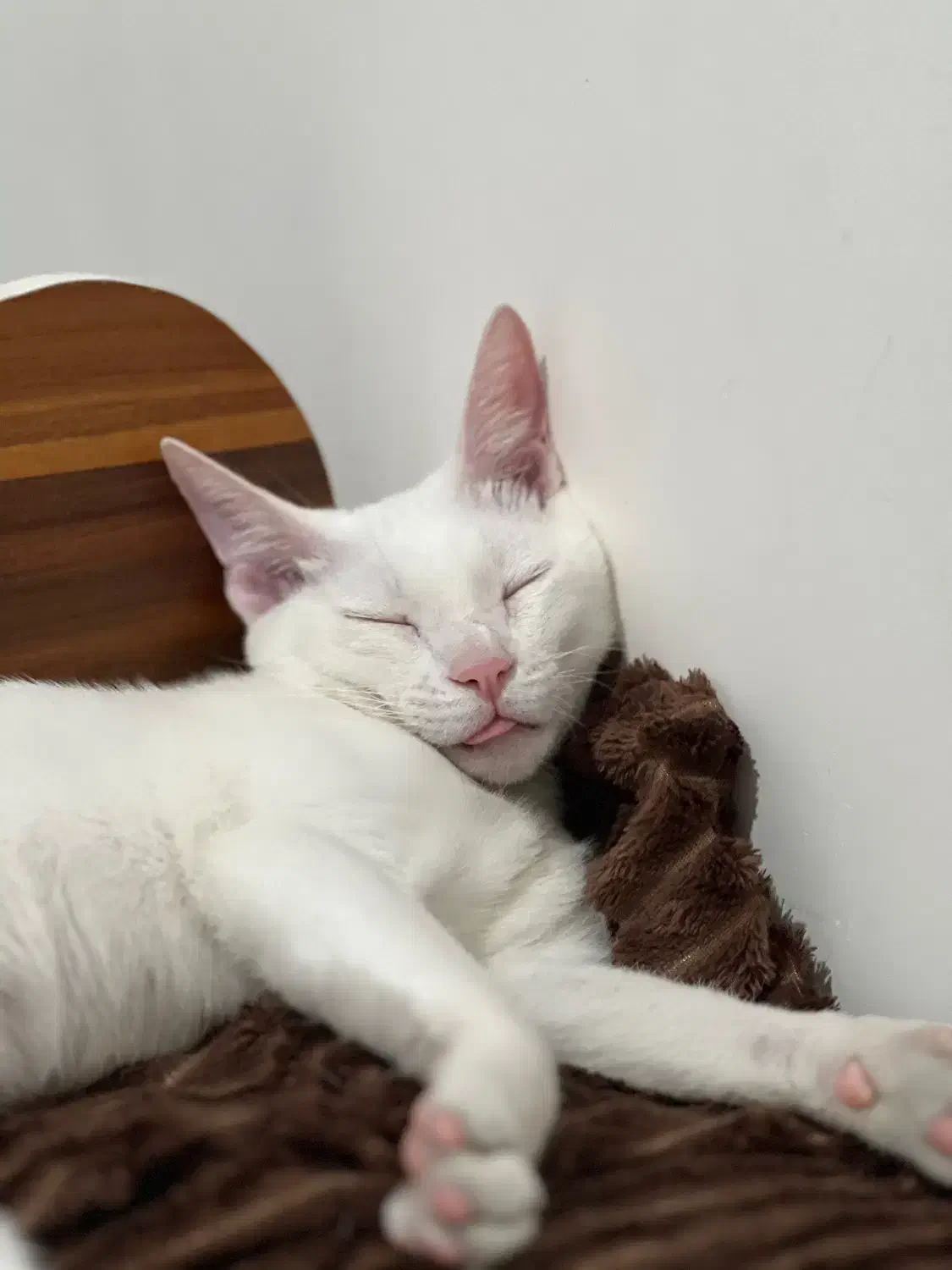 واگذاری رایگان گربه شناسنامه دار|گربه|رشت, حافظ آباد|دیوار