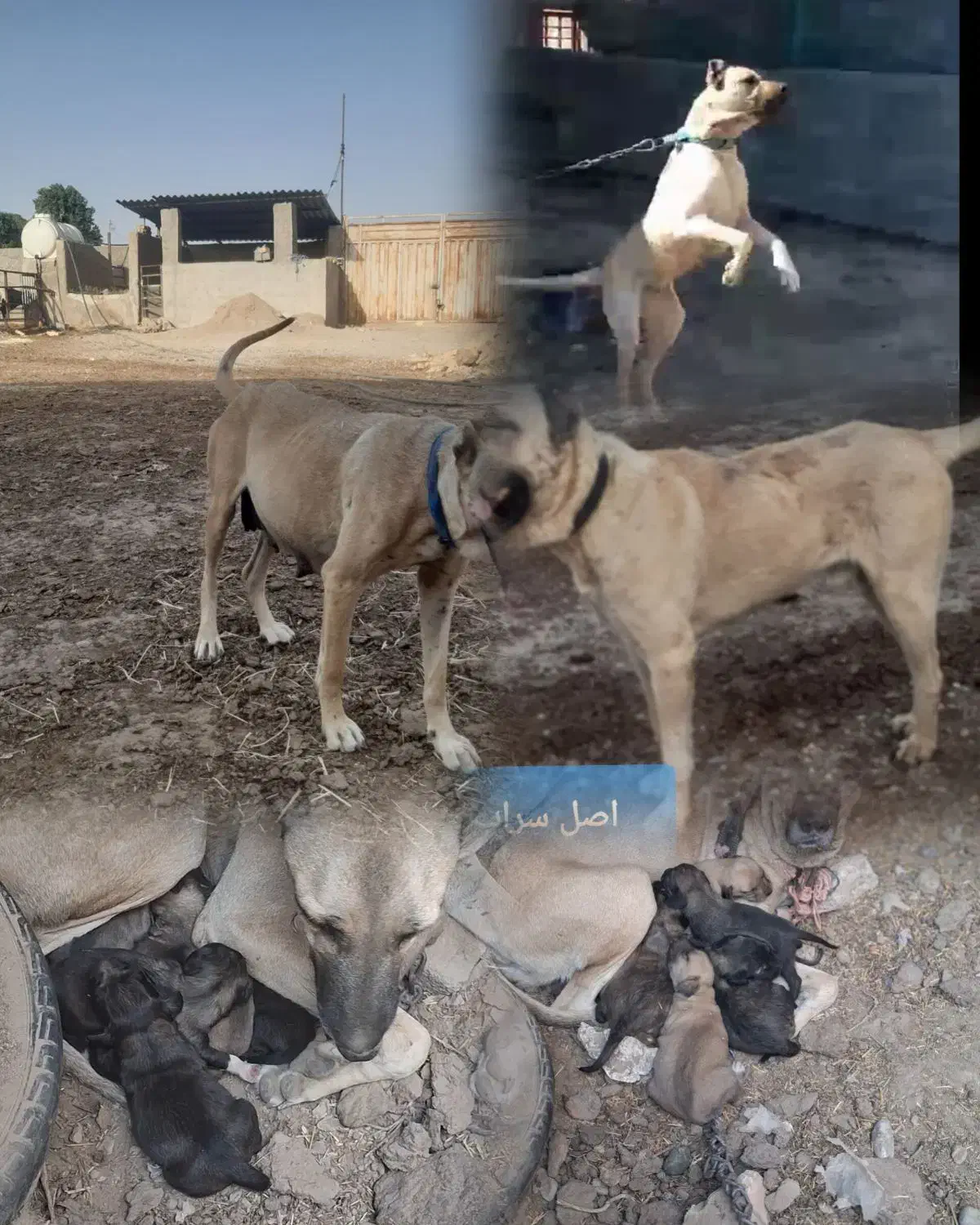 واگذاری سگ های سرابی و خراسانی اصیل|سگ|پیشوا, |دیوار