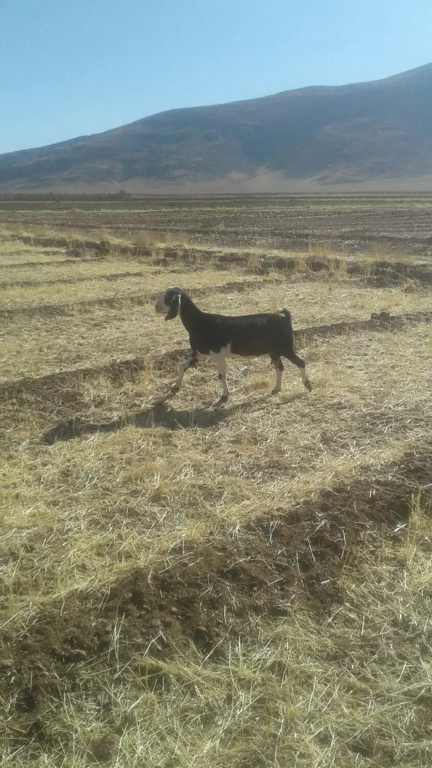 دوراس بز عال مژدی گت شیرا|حیوانات مزرعه|خمین, |دیوار