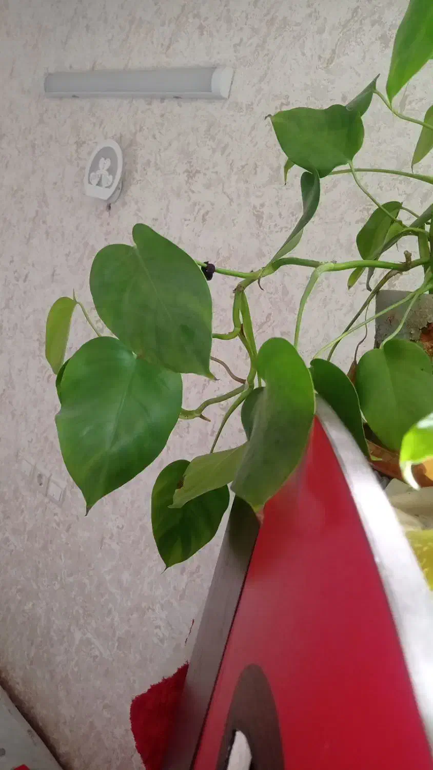 گل برگ انجیری فقط ۵۰|گل و گیاه طبیعی|فولادشهر, C3|دیوار