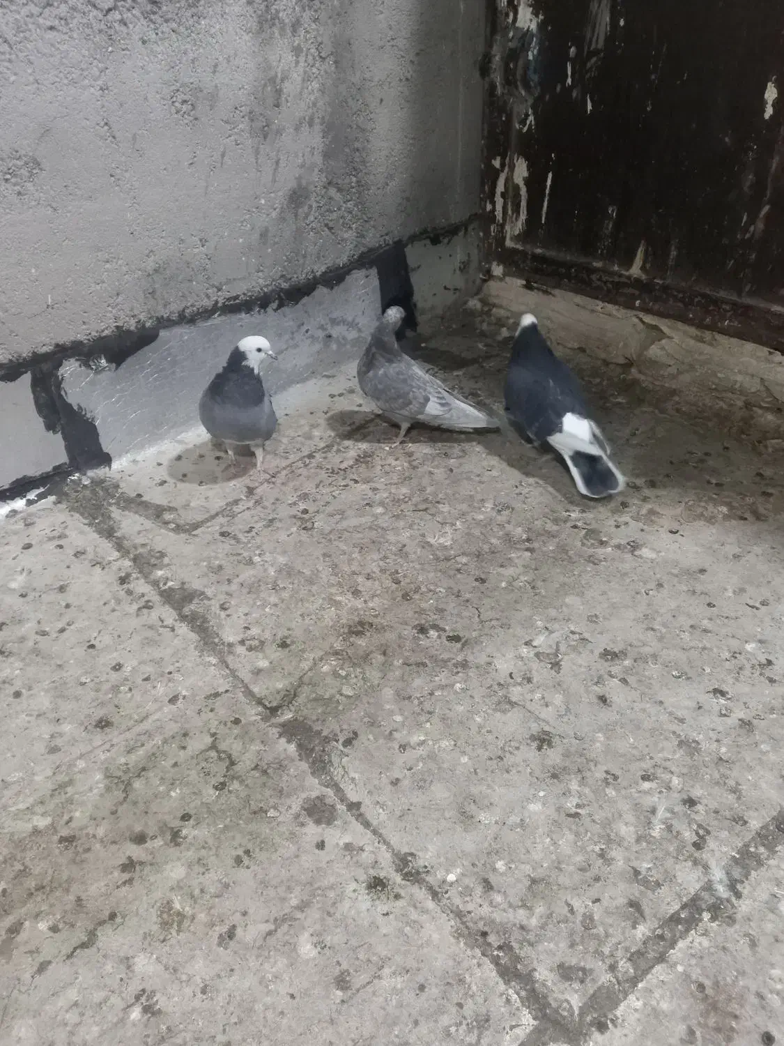 کبوتر|پرنده|زنجان, |دیوار