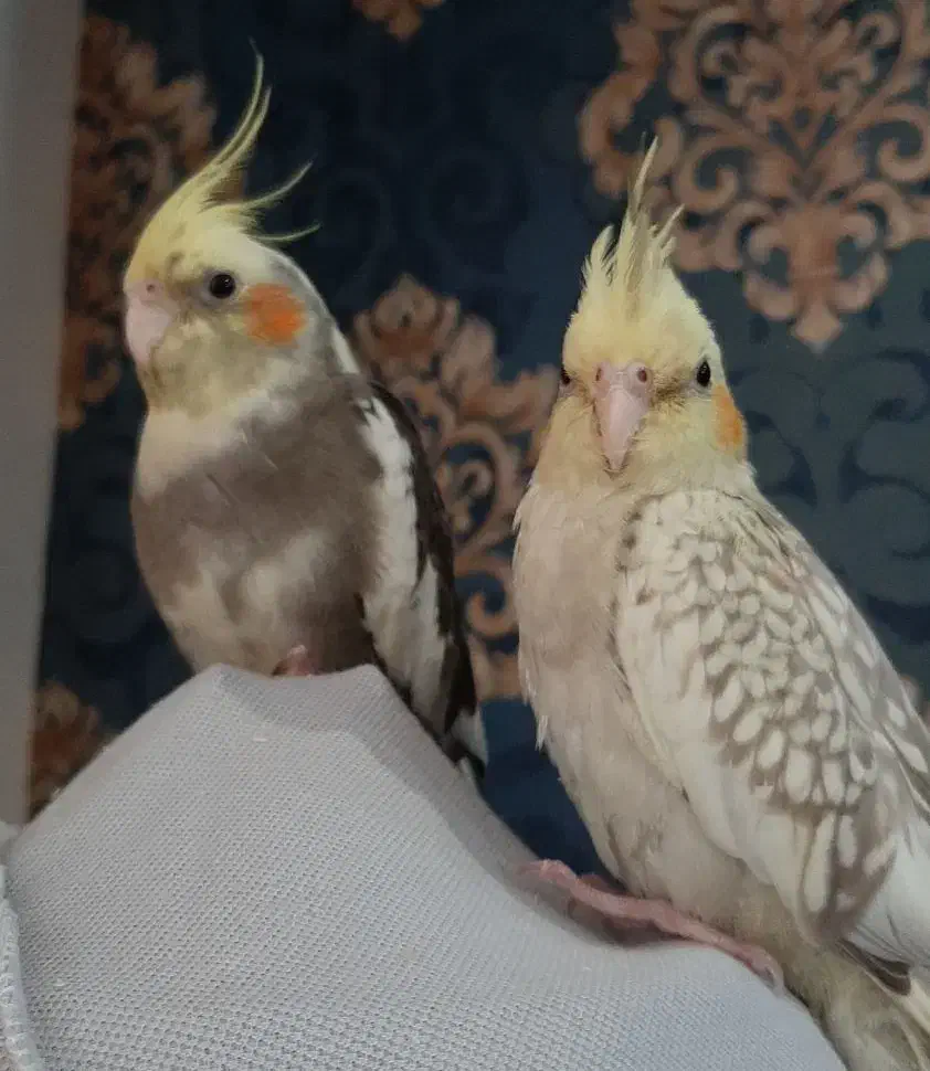 جوجه عروس هلندی|پرنده|اندیشه, اندیشه فاز ۴|دیوار