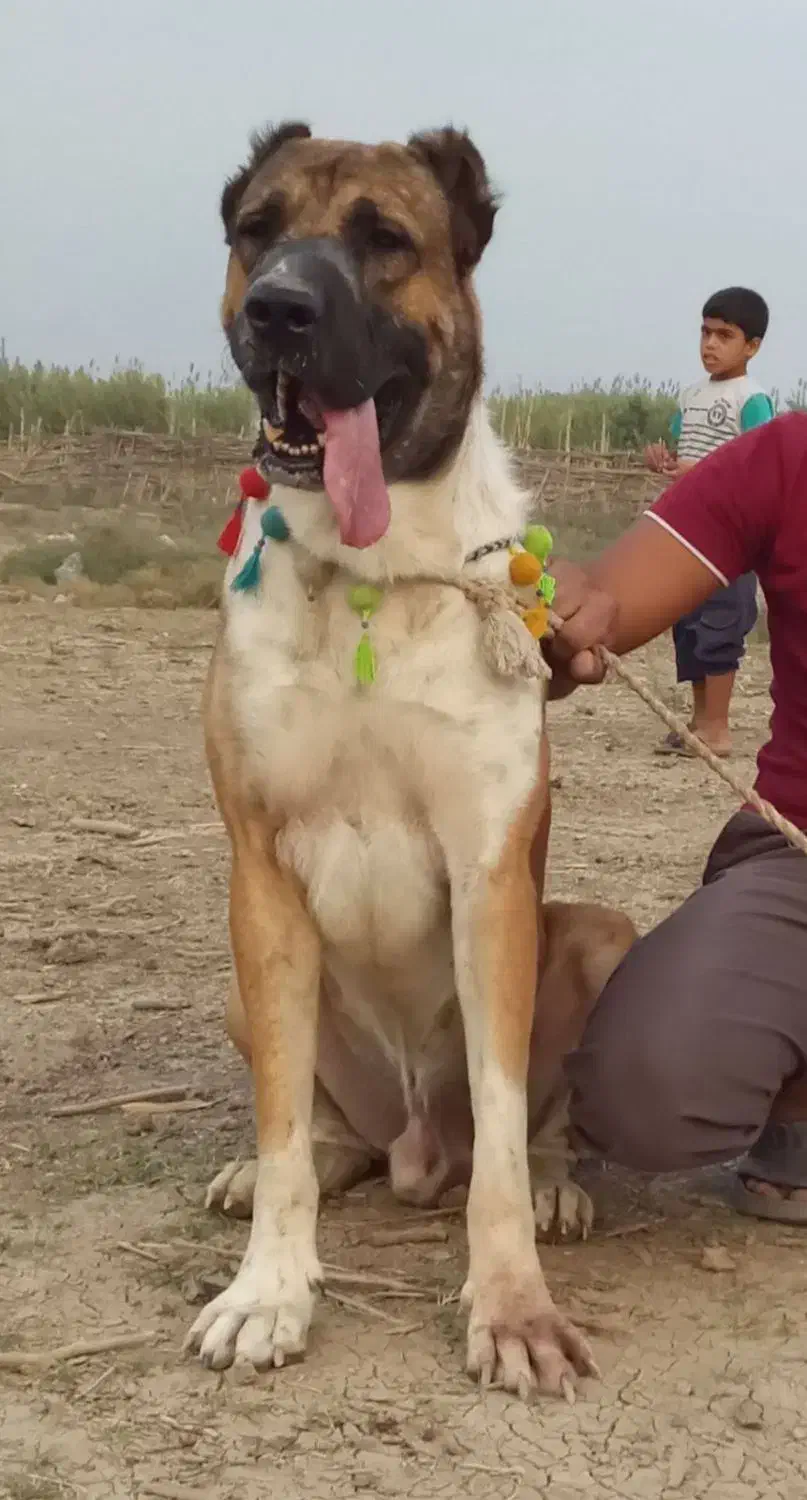 پلنگ خان جوان نژاد افغان از نسلی معتبر|سگ|تهران, زعفرانیه|دیوار