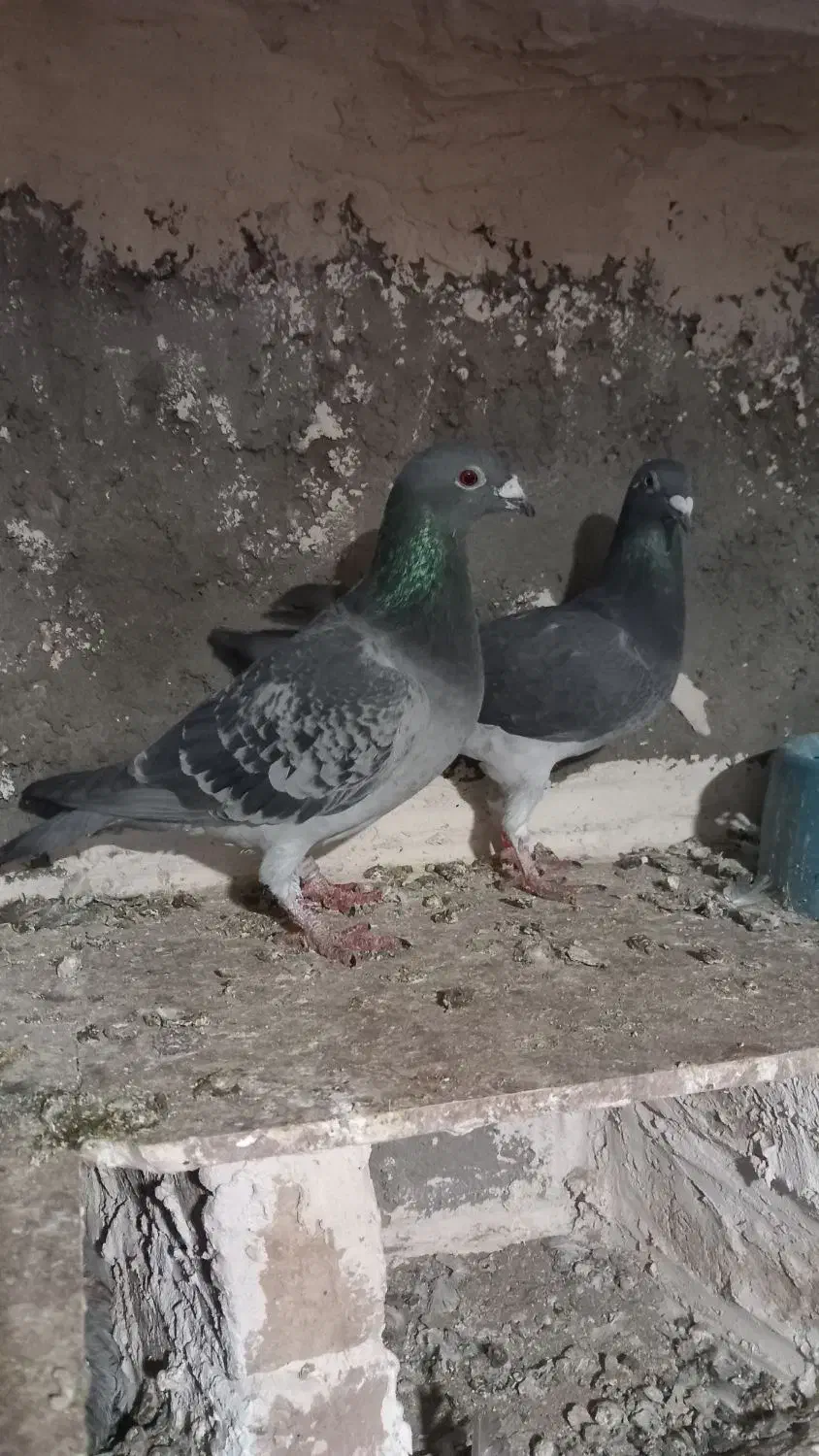 نروماده پولکی|پرنده|تربتحیدریه, باغ سلطانی|دیوار