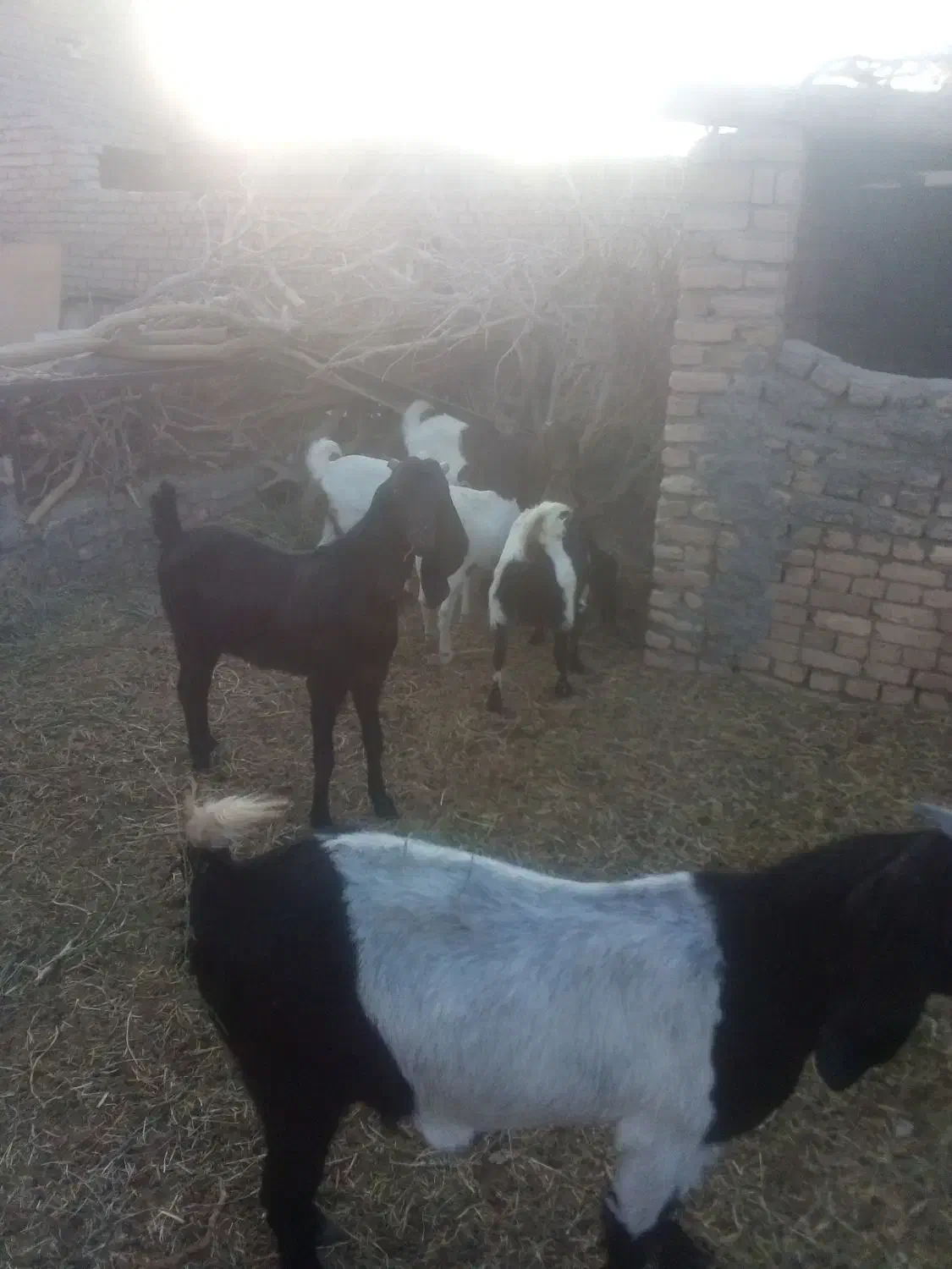 بزپاکستانی|حیوانات مزرعه|مه ولات, |دیوار