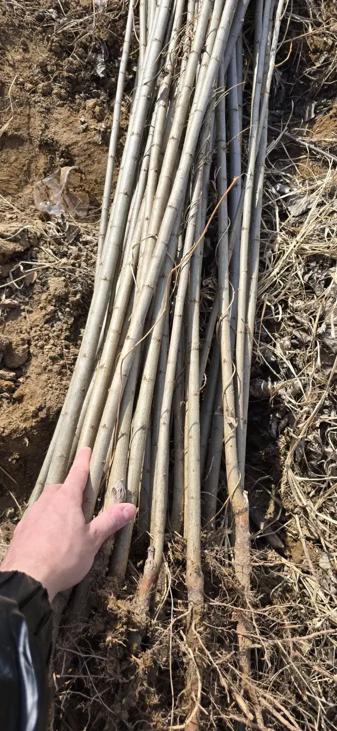 نهال صنوبر ریشهدار برای فضای سبزو کاشت صنعتی|خدمات باغبانی و درختکاری|رشت, پارک شهر|دیوار