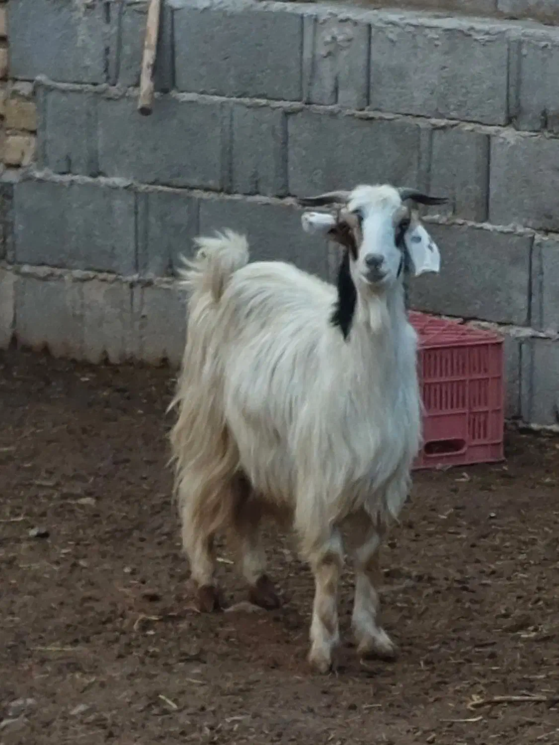 کولار زه اول|حیوانات مزرعه|مرودشت, ثبت احوال|دیوار