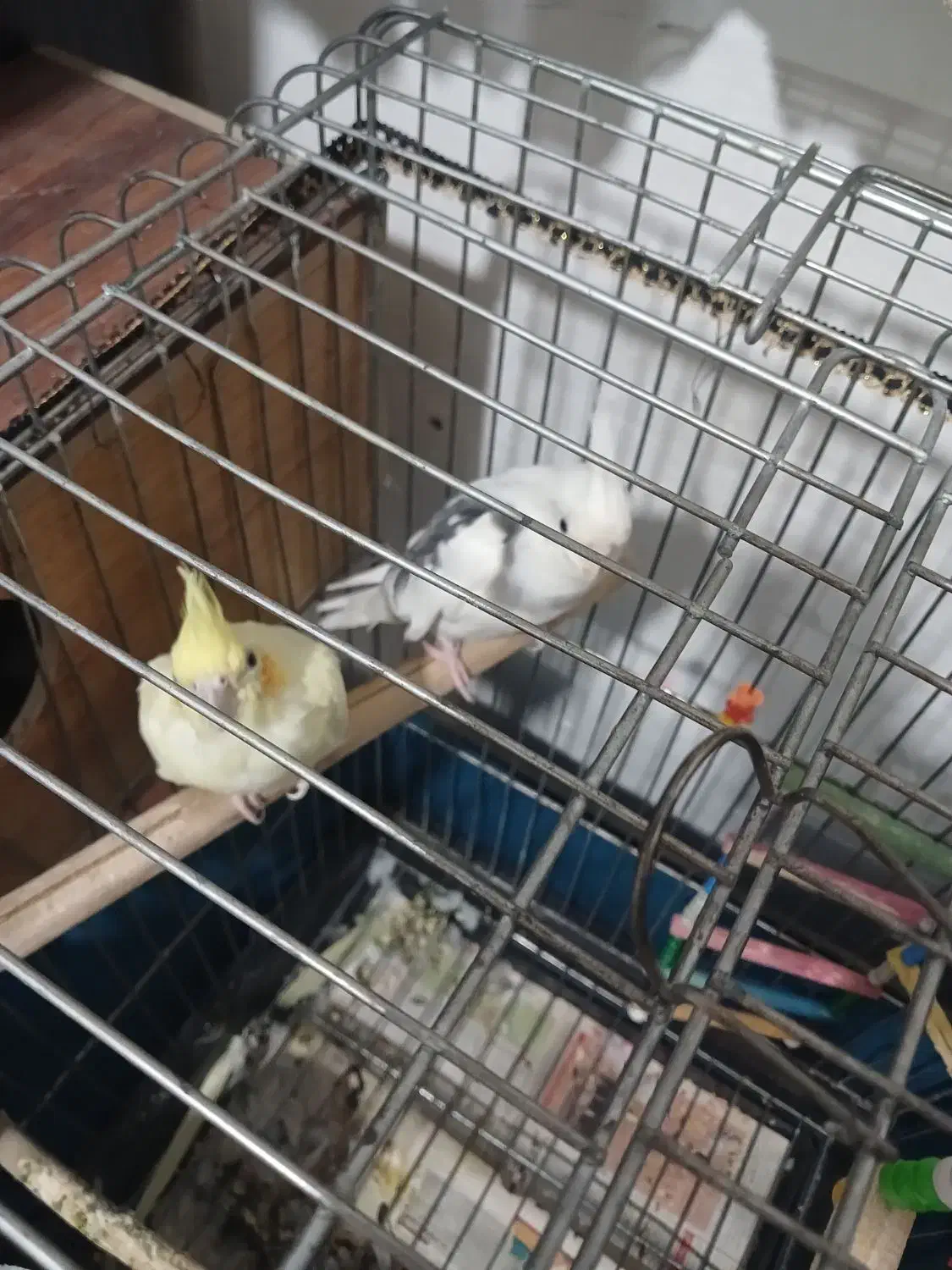 عروس هلندی آلبینو ولوتینو|پرنده|میلاجرد, |دیوار