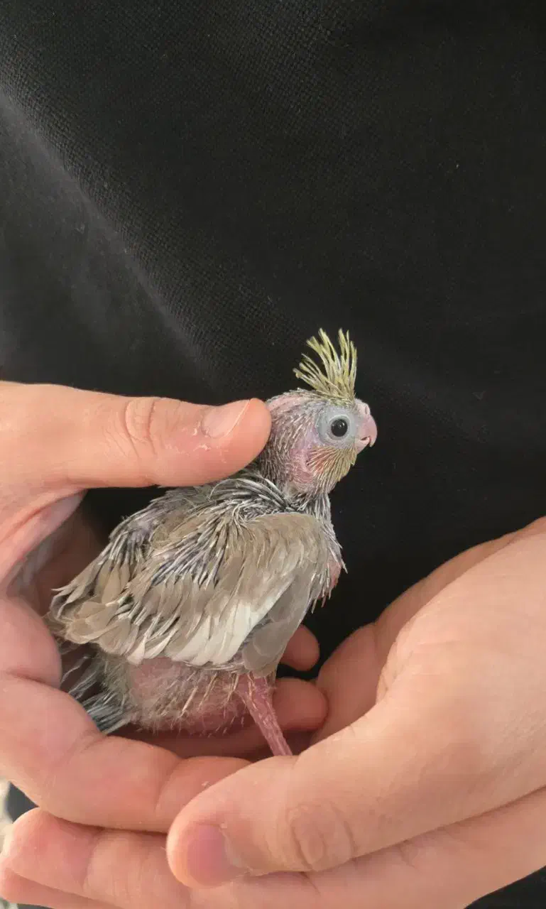 عروس هلندی ۲۰ روزه|پرنده|قم, باغ کرباسی|دیوار