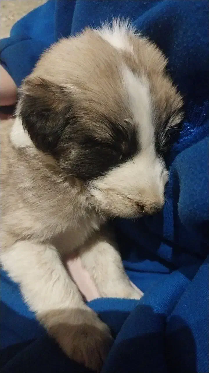 واگذاری سگ|سگ|آبیک, |دیوار