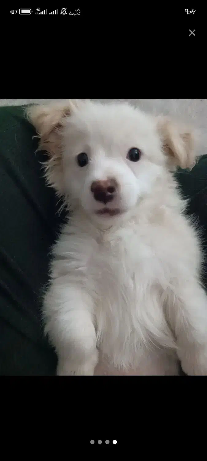 سگ نژاد مالتیپو|سگ|قم, حنیف نژاد|دیوار