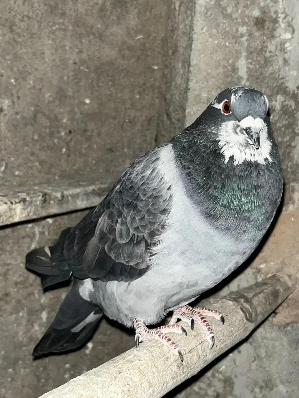 کبوتر پلاکی دوکت|پرنده|نجفآباد, جعفرآباد|دیوار